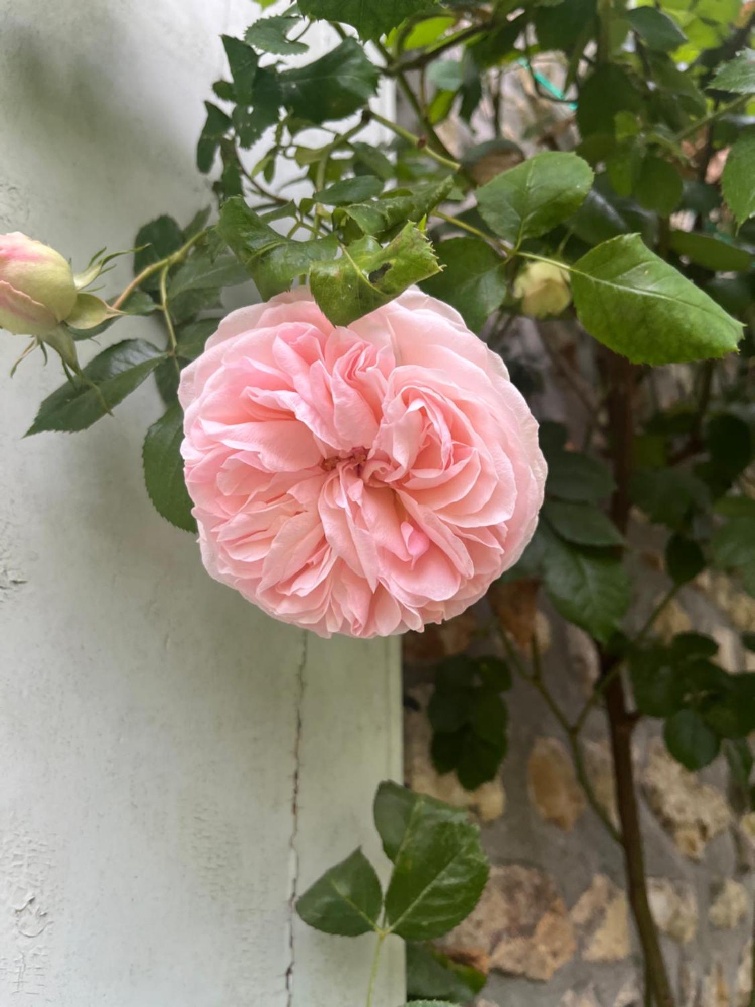 Le Clos Des Songes Blaru Buitenkant foto